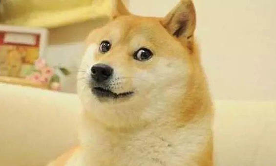 柴犬太瘦了，吃什么增肥