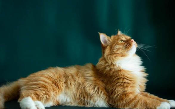 四个月大的小猫怎么喂食最合理