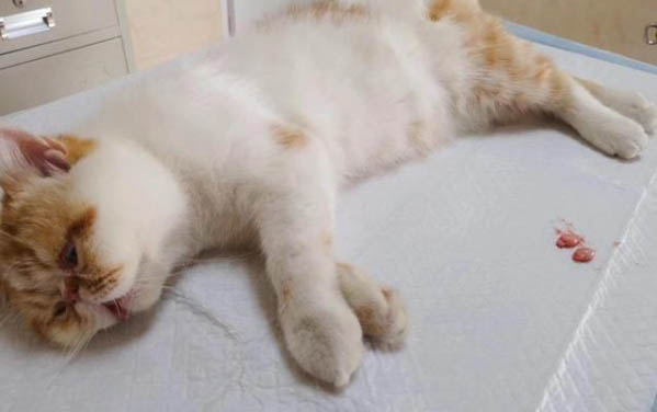 猫咪下巴皮肤上有一层皮肤黑色似的东西是怎么回事