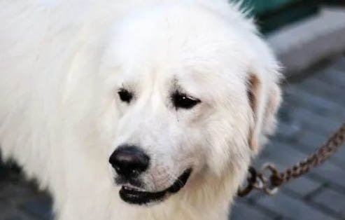 大白熊幼犬怎么看品相