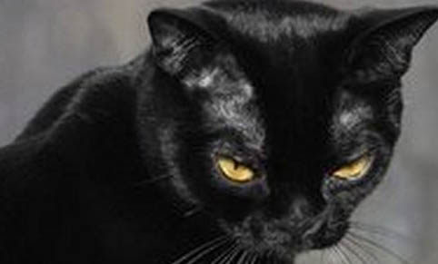 如何判断猫咪年龄大小
