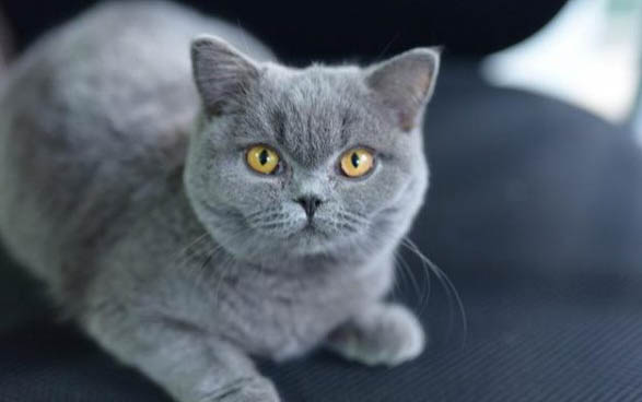 刚生的小猫多久可以吃东西