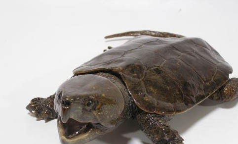 鹰嘴陆龟的品种简介