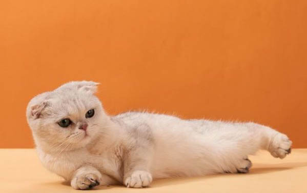 小猫为什么常常打喷嚏