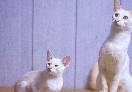 巴厘猫多少钱一只
