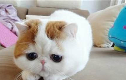 猫羊水破了多久时间内是安全的