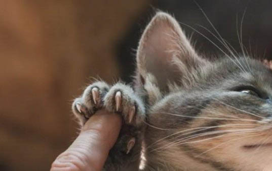 小猫抽搐怎么办