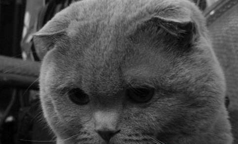 折耳蓝猫为什么不可以养