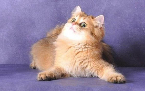 新生小猫人工排尿多久一次