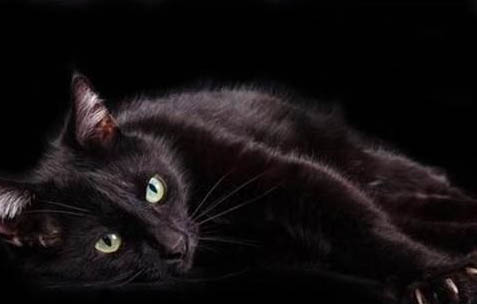 玄猫和黑猫有什么区别