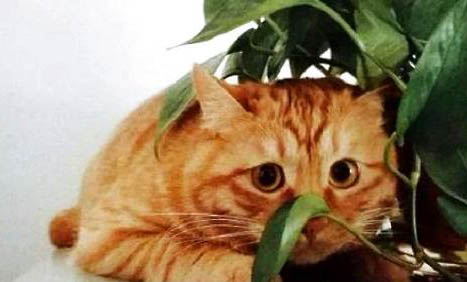 怎么正确饲养橘猫