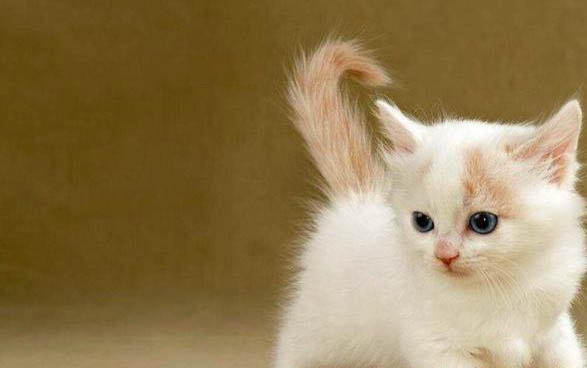 一个月的小猫怎么养活啊