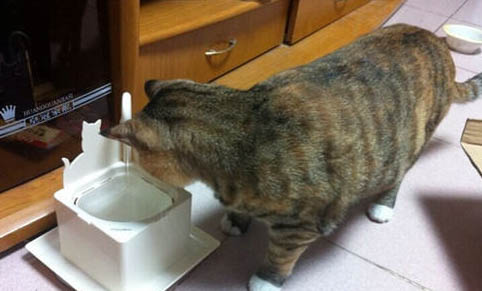 猫能喝自来水吗
