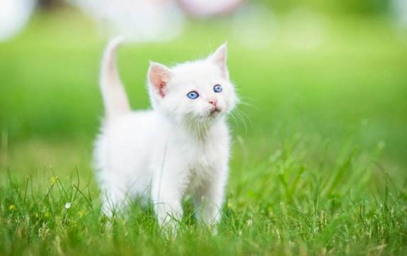 猫咪总尿床?这些原因你需要知道!