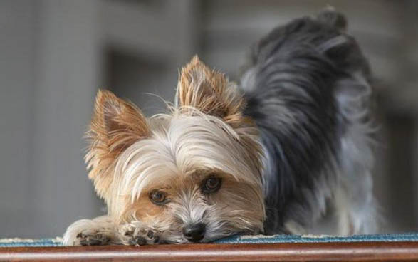 犬瘟多久能恢复食欲