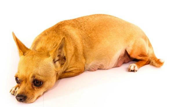 世界上最聪明的狗是什么狗狗