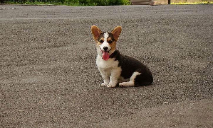 有尾巴的柯基犬