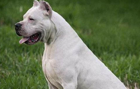 阿根廷杜高犬多少钱一只