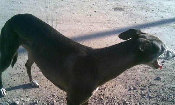 灵缇犬多少钱一只