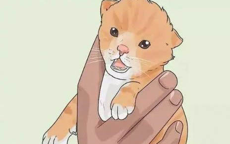 猫咪宫缩症状有哪些