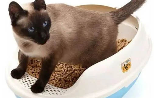 猫吃了驱虫药虫子会爬出来吗?