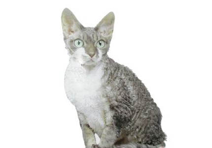 柯尼斯卷毛猫为什么会打嗝?如何处理及注意事项?