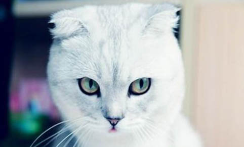 猫换毛季节是几月份的