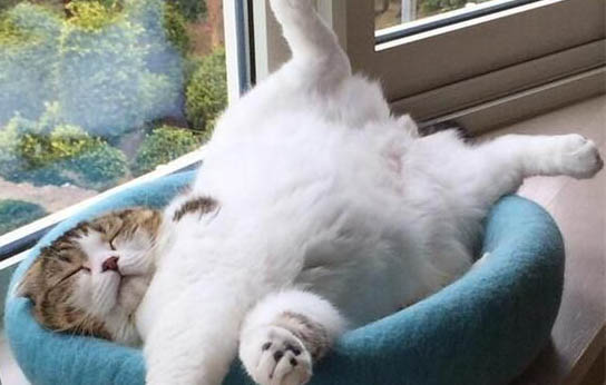 猫咪鼻子烂了是为什么