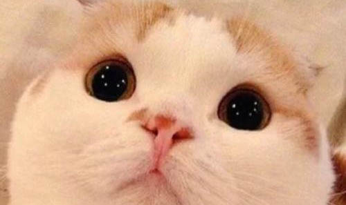 猫咪发高烧不退的原因及处理方法