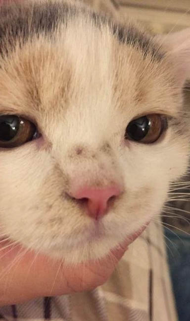 猫咪怀孕多久能看出来起肚