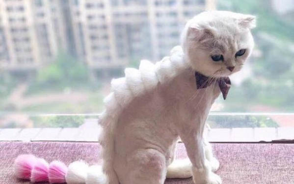 猫咪吃猫粮打嗝是什么原因