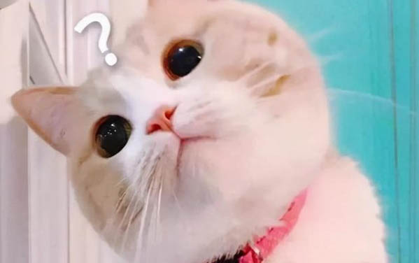 猫只生一只小猫正常吗