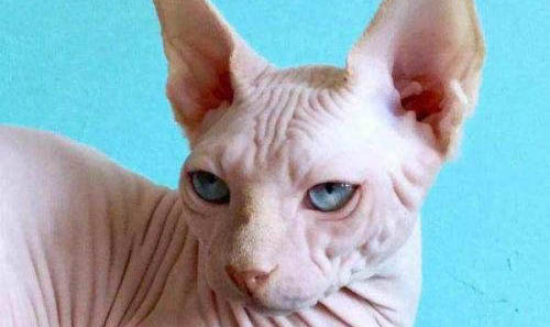 斯芬克斯猫为什么那么臭