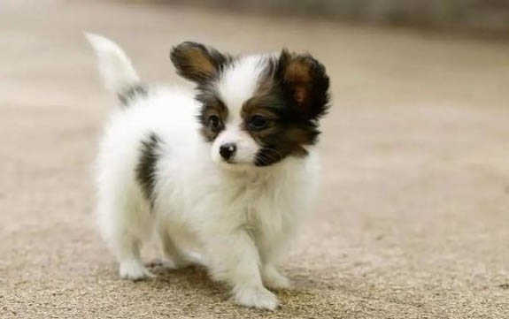 家里的狗狗得过犬瘟多久可以养其他的狗狗?