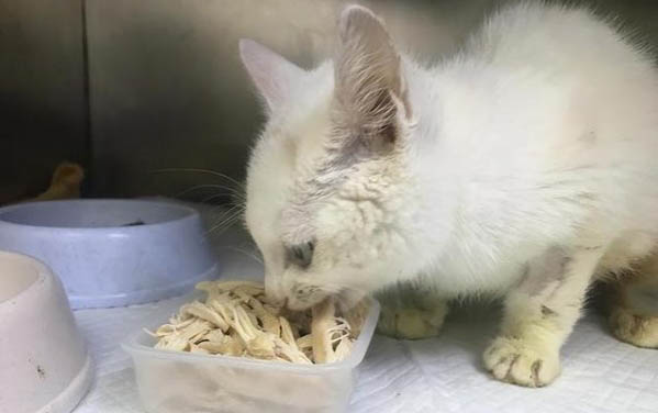 猫出生多久后可以打疫苗