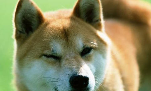 柴犬讨厌主人的表现