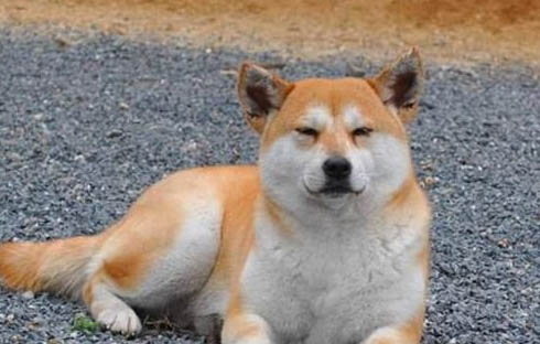 柴犬几个月才变漂亮