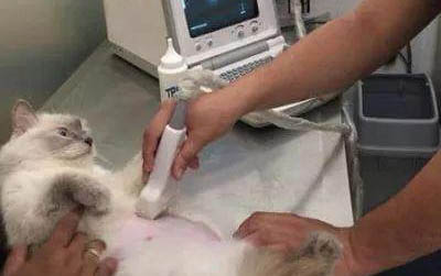 猫咪不吃不喝没精神怎么办