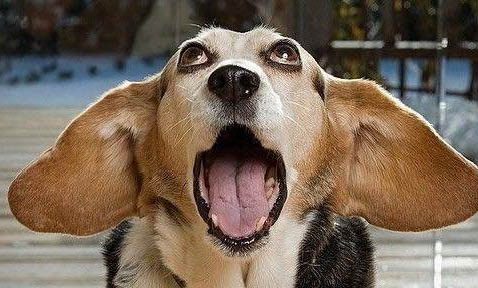 狗感冒能检查出犬瘟吗
