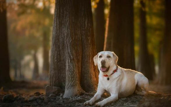 犬瘟打针多久