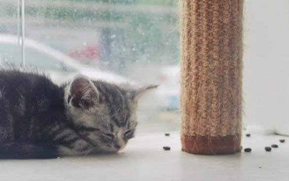 猫咪为什么这么多颜色呢