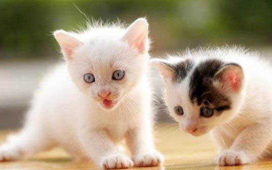 母猫把40天的小猫咬死了