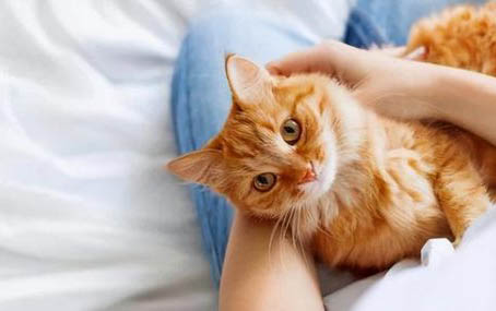 怎么判断猫的年龄