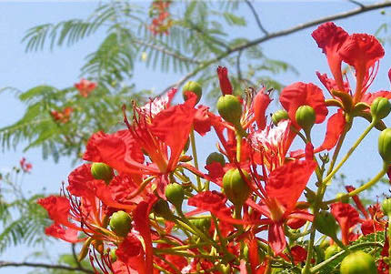 火焰布偶多少钱