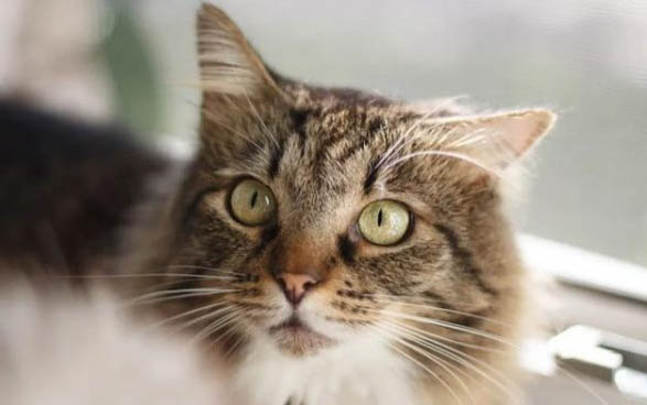 小猫到新家多久能适应