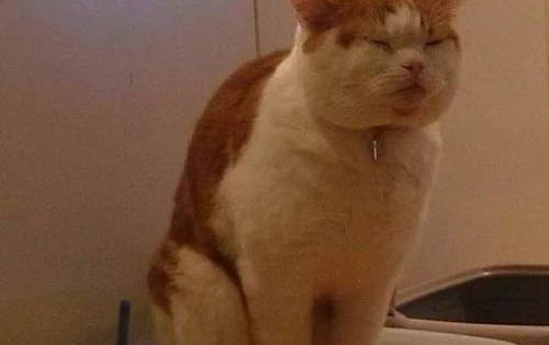 猫咪为什么可以吃西瓜呢
