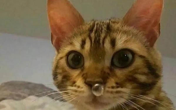 猫身上长癣怎么治