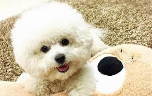 狗狗能吃面包虫吗