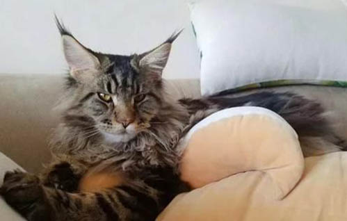 缅因猫有什么特点