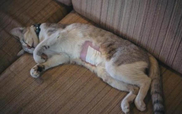 小猫很精神但是口臭是怎么回事